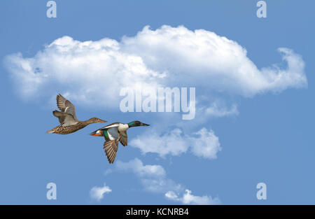 Northern Shoveler M&F (Anas Clypeata) Männlichen und Weiblichen im Flug. Frank Lake, Alberta, Kanada. Stockfoto