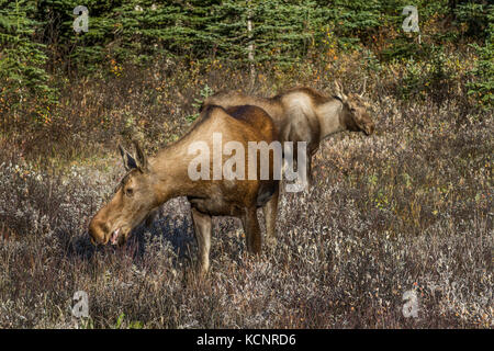 Elch (Alces alces) Schöne reiche, Braun coloed weiblichen & Kalb, in ihrem natürlichen Lebensraum, auf der Suche nach Futter und Fütterung. Malerische Foto. Kananaskis Provincial Park, Alberta, Kanada Stockfoto