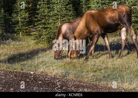 Elch (Alces alces) Schöne reiche, Braun coloed weiblichen & Kalb, in ihrem natürlichen Lebensraum, auf der Suche nach Futter und Fütterung. Malerische Foto. Kananaskis Provincial Park, Alberta, Kanada Stockfoto