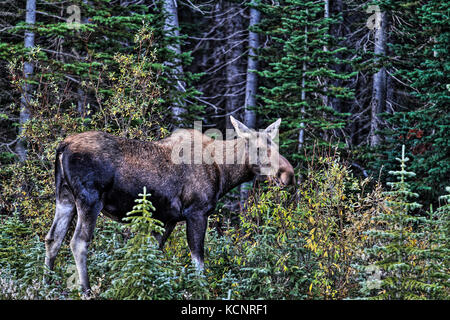 Elch (Alces alces) Weibliche Elche, in ihrem natürlichen Lebensraum, Fütterung und nach Nahrung suchen. Malerische Foto. Kananaskis Provincial Park, Alberta, Kanada Stockfoto