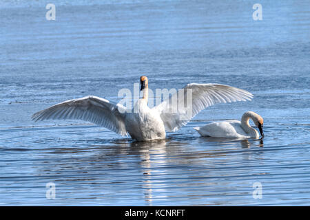 Trompeter Schwan (Cygnus buccinator) Schöne weisse Trompeter Swan, in einem blauen See, beendete das Putzen und jetzt Schlagflügel weg zu trocknen. Ländliche, Alberta, Kanada Stockfoto