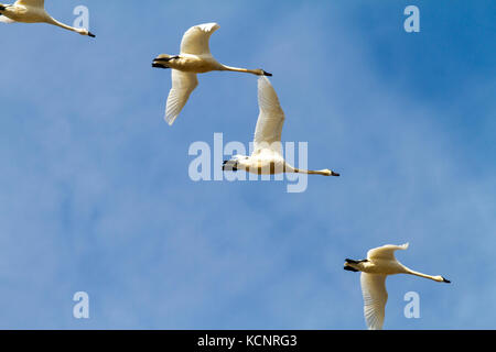 Tundra Schwan (Cygnus columbianus) im Flug über Alberta Felder. Schöne und gracefull Vogel High River, Alberta, Kanada Stockfoto