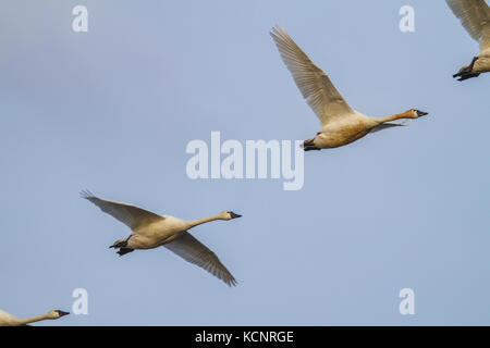 Tundra Schwan (Cygnus columbianus) im Flug über Alberta Felder. Schöne und gracefull Vogel High River, Alberta, Kanada Stockfoto