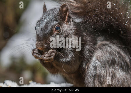 Schwarzes Eichhörnchen (Sciurus carolinensis), Bushy tailed schwarzen Eichhörnchen füttern und zeigt seine Pfoten, Calgary, Alberta, Kanada Stockfoto