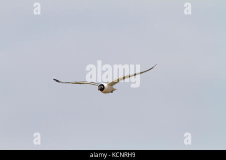 Franklin's Möwe (pipixcan Leucophaeus) im Flug, gegen den blauen Himmel, Frank Lake, Alberta, Kanada Stockfoto