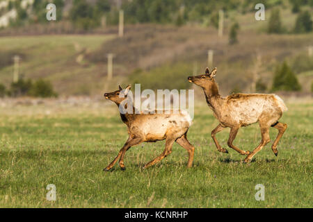 Wapiti (Cervus canadensis) Wapiti, im frühen Morgenlicht, mit seiner reichen Brauntönen, laufen über eine Wiese. Waterton National Park, Alberta, Kanada Stockfoto