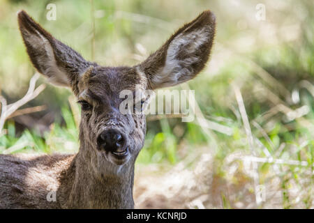 Hirsch (Odocoileus Hemionus) stehen und in Alarmbereitschaft für Gefahr. Waterton Glacier National Park, Alberta, Kanada Stockfoto