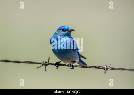 Mountain Bluebird (Sialia currucoides) Schön und hübsch, die bunten männlichen Bluebird sitzen auf Stacheldrahtzaun. Wateton Nationalpark, Albeta, Kanada Stockfoto