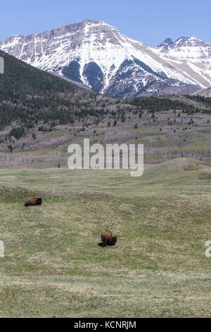 Paar Plains Bisons, auf Prairie Grasland mit majestätischen Suche Berge im Hintergrund, Waterton National Park, Albeta, Kanada Stockfoto