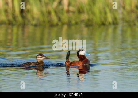 Schwarzkopfruderente, Männlich (Anas Clypeata) Bunte männlichen und weiblichen Schwimmen in einer Wiese, Teich. Strathmore, Alberta, Kanada Stockfoto