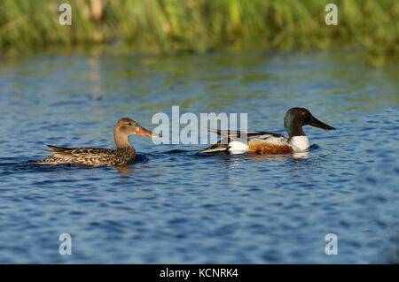 Northern Shoveler Männlich (Anas Clypeata) Bunt, Männlichen und Weiblichen schwimmen auf blaues Wasser der Prairie Slough. In der Nähe von Calgary, Alberta, Kanada Stockfoto