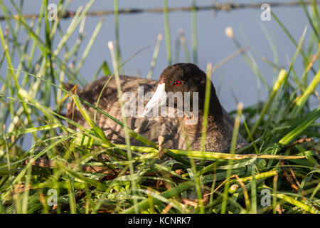 Amerikanische, Blässhuhn Fulica americana, sitzend onnest, neben einer Wiese Slough. In der Nähe von Calgary, Alberta, Kanada Stockfoto