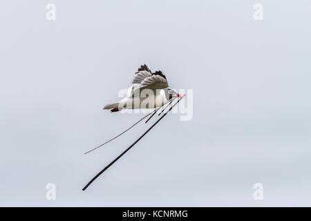 Franklin's Möwe (pipixcan Leucophaeus) Sammeln von Material zum Nestbau, Frank Lake, Alberta, Kanada Stockfoto