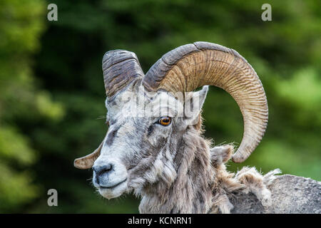 Rocky Mountain Bighorn Schafe (Ovis canadensis) männlichen Kopf hoch, mit 3/4 curl, während der Mauser Jahreszeit, von der Seite. Waterton National Park, Alberta, Kanada Stockfoto