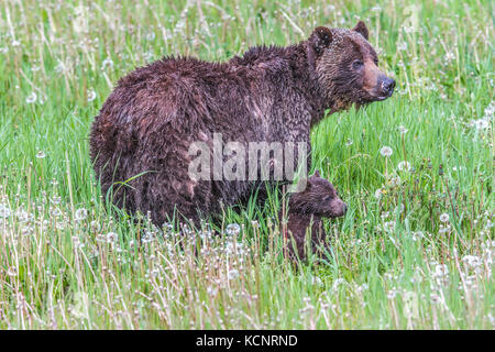 Männliche Grizzlybären (Ursus arctos Horribilis) Männliche Grizzlybären, Fütterung in einem Berg Wiese, auf Löwenzahn. Kananaskis, Alberta, Kanada Stockfoto