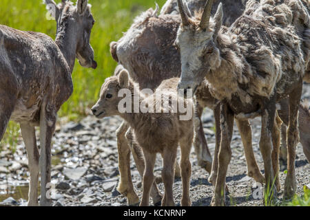 Rocky Mountain Bighorn Schafe (Ovis canadensis) Rocky Mountain Lämmer und Mutterschafe in Kananaskis Provincial Park, Alberta, Kanada Stockfoto