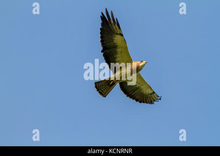 Swainson Hawk (Buteo swainsoni) Buteos, Raubvogel, hochfliegende gegen den blauen Himmel. Ländliche Alberta, Kanada Stockfoto