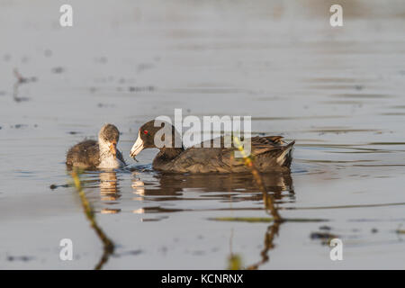 Amerikanische Blässhuhn (Fulica americana) Mamma Fütterung junges Küken. In der Nähe von Calgary, Alberta, Kanada Stockfoto