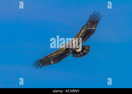 Golden Eagle (Aquila Chrysaetos) volle Spannweite, wie eagle steigt, auf der Suche nach Essen., Cranbrook, British Columbia, Kanada Stockfoto