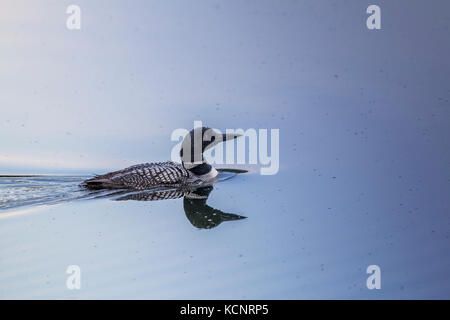 Gemeinsame Eistaucher (Gavia Immer) Loon und seine Reflexion, im See, schwimmen. Wardner, British Columbia, Kanada. Stockfoto