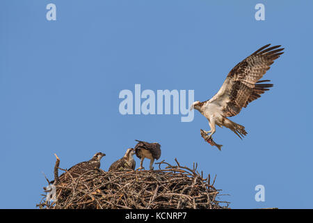 Fischadler (Pandion haliaetus) Männlich, Fisch zum Nest, als 2 Geschwister und Mutter warten, peched im Nest. Cranbrook, British Columbia, Kanada Stockfoto