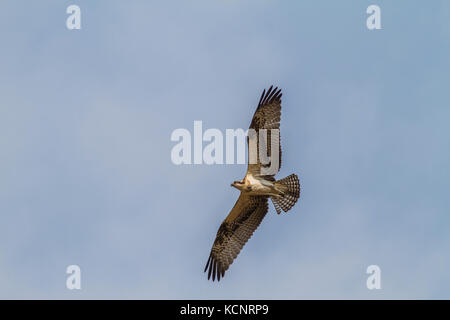 Fischadler (Pandion haliaetus) Osprey, mit Flügeln vollständig ausbreiten, gegen den blauen Himmel. Cranbrook, British Columbia, Kanada. Stockfoto