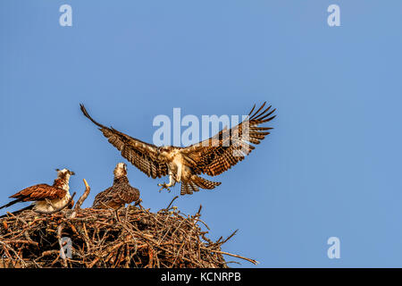 Fischadler (Pandion haliaetus) Paar Geschwister, peched auf Nest, zusehen, wie Vater landet auf Nest. Cranbrook, British Columbia, Kanada Stockfoto