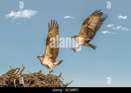 Fischadler (Pandion haliaetus) Erwachsenen osprey Landung im Nest, als der andere Elternteil verlässt. Cranbrook, British Columbia, Kanada. Stockfoto