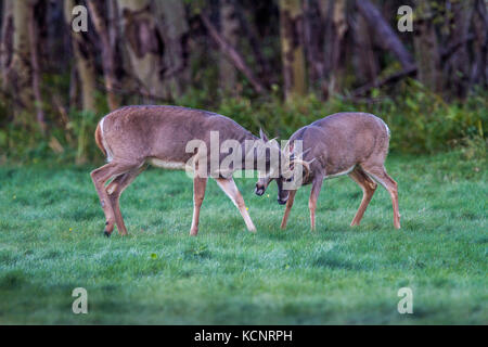 Weiß Schwanz Rotwild (Odocoileus virginianus). Zwei junge Böcke, spielerisch zu kämpfen. Waterton National Park, Alberta, Kanada Stockfoto