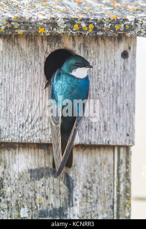 Baum Schlucken (Tachycineta bicolour) Sitzen auf Nistkasten. Frank Lake, Alberta, Kanada. Stockfoto