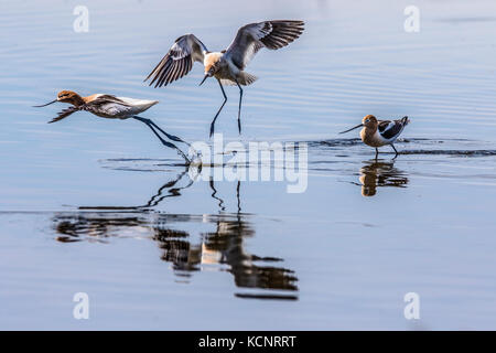 Amerikanische Säbelschnäbler (Recurvirostra americana), Paarung und territoriale Verhalten, in einer Wiese Slough, bunte Shorebird. Ländliche Alberta, Kanada Stockfoto