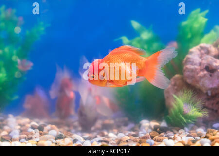 Goldfisch in Süßwasser-Aquarium mit grünen schönen gepflanzt tropischen Stockfoto