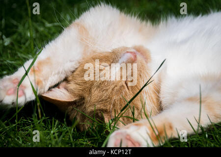 Inländische ginger Cat ruht auf dem Rasen im Sommer Stockfoto
