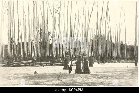 Eine ökologische Studie von Wiese und Wald Wirbellose (1915) (20958849299) Stockfoto