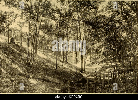 Vogel Paradies; eine intime Berücksichtigung einer lebenslangen Freundschaft mit Vogel Gemeindemitglieder (1914) (20374965872) Stockfoto