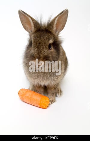 Junge Braune Hase mit Karotte auf weißem Hintergrund. Stockfoto