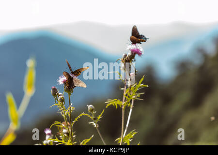 Pfeifenwinde Swallowtail Schmetterlinge Wildblumen wie die hohen Distel kann aus der Straße entlang der Blue Ridge Parkway in North Carolina. Stockfoto