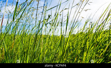 Grüne Wiese im Sommer in der Abendsonne Stockfoto