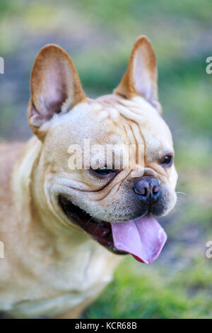 Junge französische Bulldogge männlich Creme Headshot. Stockfoto