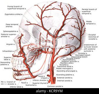 A. carotis externa mit Zweigstellen Stockfoto