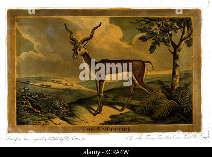 Diese Illustration aus Charles Cattons Werk „Animals“ aus dem Jahr 1788 zeigt die detaillierte Darstellung der Tierwelt und spiegelt den naturalistischen Stil und das Interesse an Tiermotiven im späten 18. Jahrhundert wider. Stockfoto