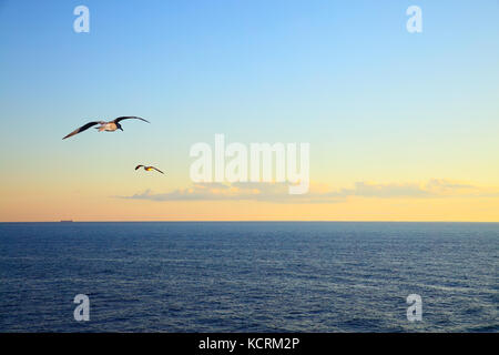 Meer bei Sonnenuntergang und fliegende Möwen Stockfoto