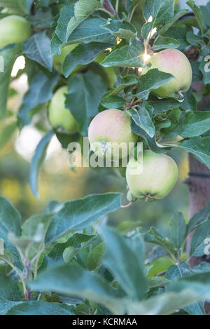 Reife äpfel am Baum im Orchard bei Sonnenuntergang Stockfoto