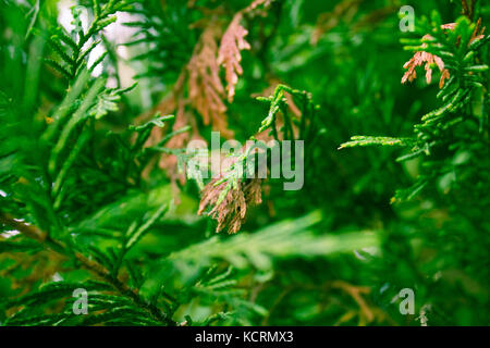 Das Land, die Domäne der Natur, Virginia Beach, Virginia Stockfoto