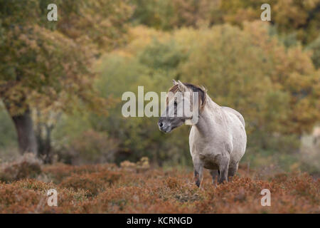 Tarpan Pferd Stockfoto