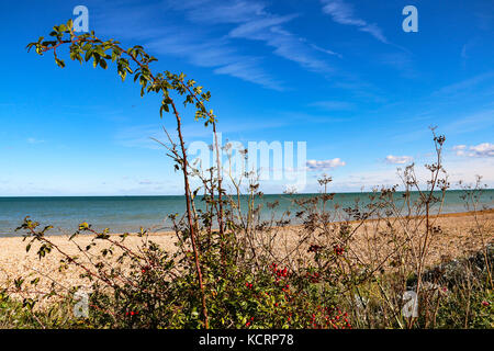 Rote Beeren, ggreen Meer, blauer Himmel Stockfoto