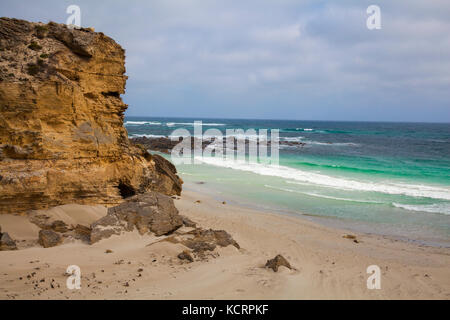 Dichtungen auf Strand an der Seal Bay, Kangaroo Island, South Australia, Australien Stockfoto