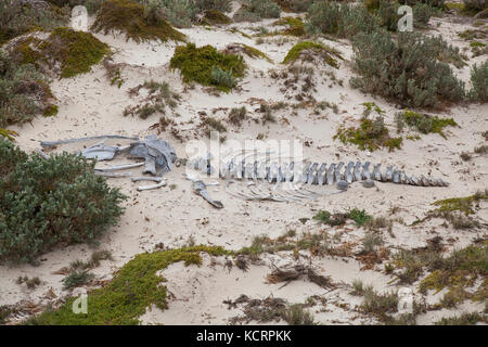 Bleibt ein buckelwal am Strand an der Seal Bay, Kangaroo Island, South Australia Stockfoto