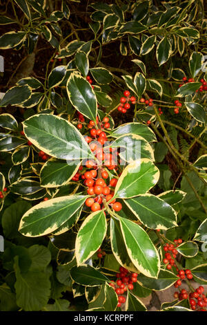 Weiß breitrandigem Panaschierung auf dem schmalen immergrünen Blätter und im Herbst rote Beeren des Golden King Holly, Ilex altaclerensis. Stockfoto