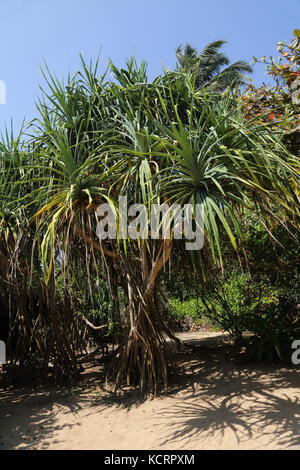 Bentota Sri Lanka Pandanus Baum (Pandanus Tectorius) mit Prop Wurzeln Stockfoto